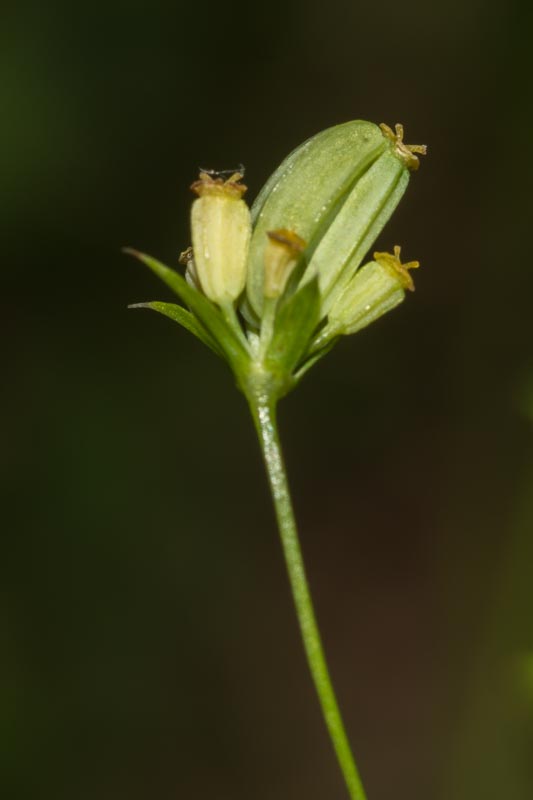 Bupleurum falcatum / Bupleuro falcato